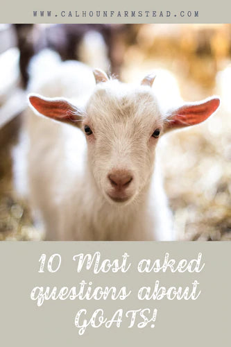 A Guide to Small Goat Breeds, Homesteading