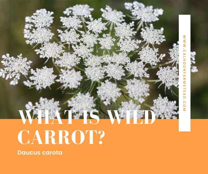 wild carrot essential oils