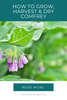 How to Grow, Harvest & Dry Comfrey