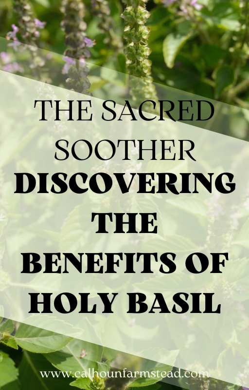 Green holy basil topped with purple flowers. With the words The Sacred Soother: Discovering the Benefits of Holy Basil