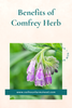10 Uses for Comfrey Herbs: Natures Healing Machine