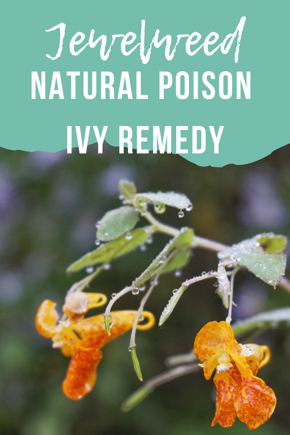 Jewelweed: A Natural Remedy for Poison Ivy and Skin Irritations ...