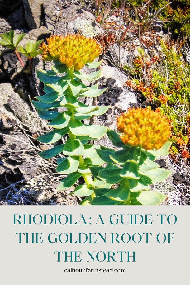 Farming Rhodiola Rhodiola: A Guide to the Golden Root of the North – Calhoun Farm