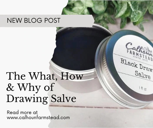 What is black drawing salves? What are the uses for drawing salve? Herbal first aid.
