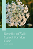 What is Wild Carrot? Daucus carota Queen Anne's Lace