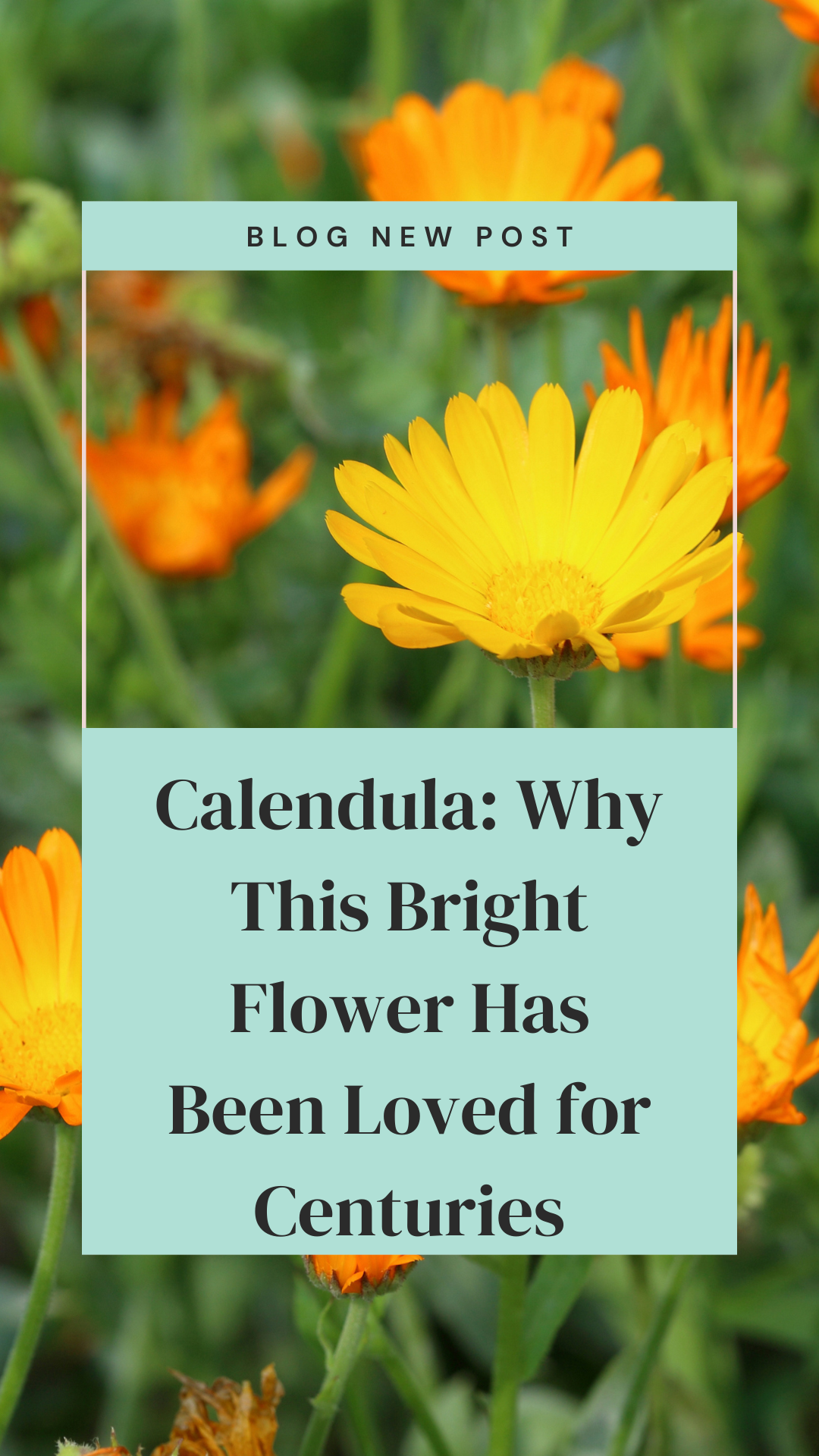 Calendula Guide: Why This Bright Flower Has Been Loved for Centuries ...