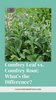 Comfrey Leaf vs. Comfrey Root: What’s the Difference?