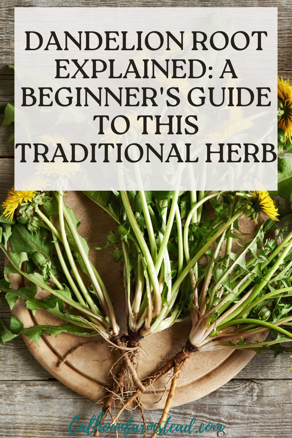 Dandelion Root Explained: A Beginner's Guide to This Traditional Herb ...