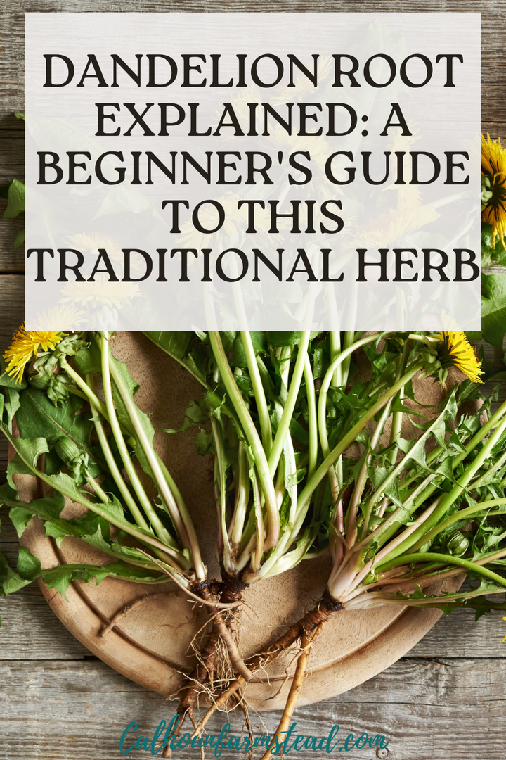 Dandelion Rooting Dandelion Root Explained: A Beginner's Guide to This Traditional Herb ...