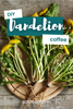 Dandelion Root Coffee Explained: The Humble Weed That Ended Up in a Coffee Mug
