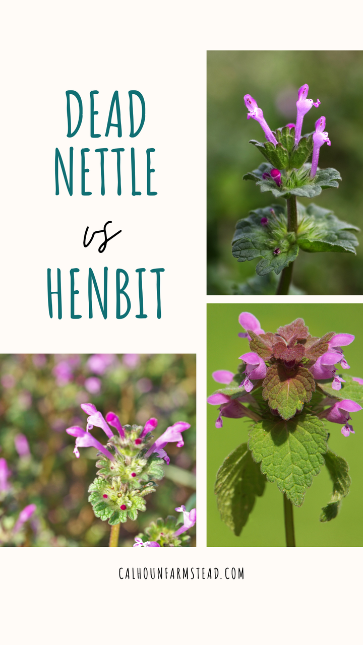 Purple Deadnettle vs. Henbit: How to Tell These Common Spring Plants A ...