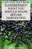 Can You Eat Raw Elderberries? What You Should Know Before Harvesting
