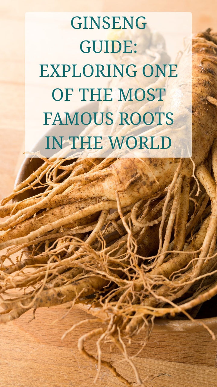 Ginseng Guide: Exploring One of the Most Famous Roots in the World ...