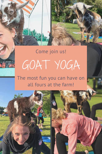 Goat yoga classes at Calhoun Farm. Falls Creek Pennsylvania. Goat yoga is family fun for everyone!
