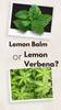 Lemon Balm vs. Lemon Verbena: What's the Difference?