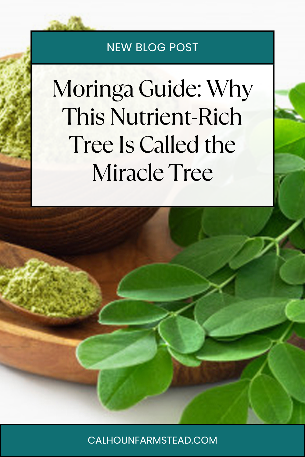 Moringa Guide: Why This Nutrient-Rich Tree Is Called the Miracle Tree ...
