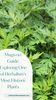 Mugwort Guide: Exploring One of Herbalism's Most Historic Plants