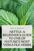 Nettle: A Beginner's Guide to One of Nature's Most Versatile Herbs