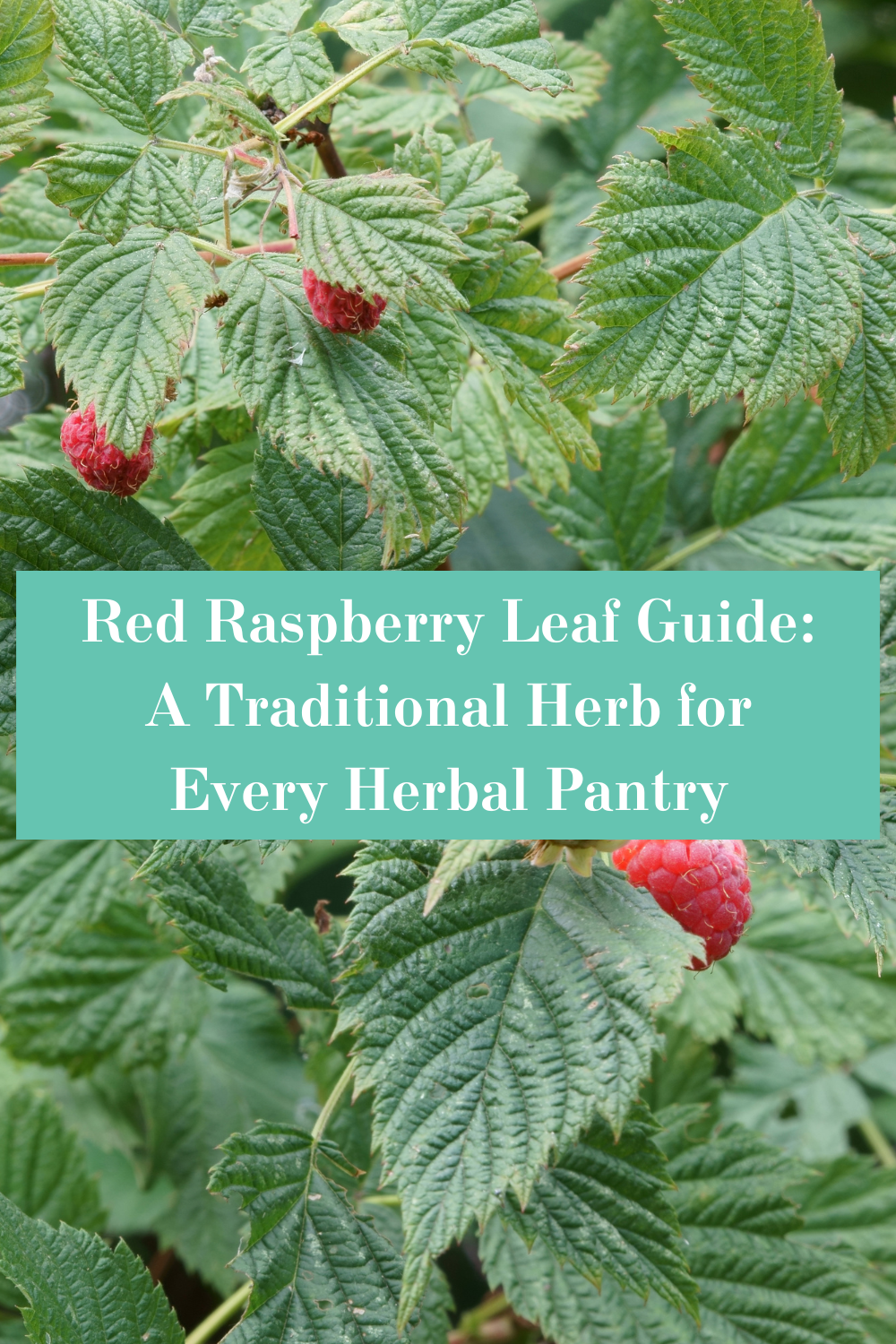 Red Raspberry Leaf Guide: A Traditional Herb for Every Herbal Pantry ...