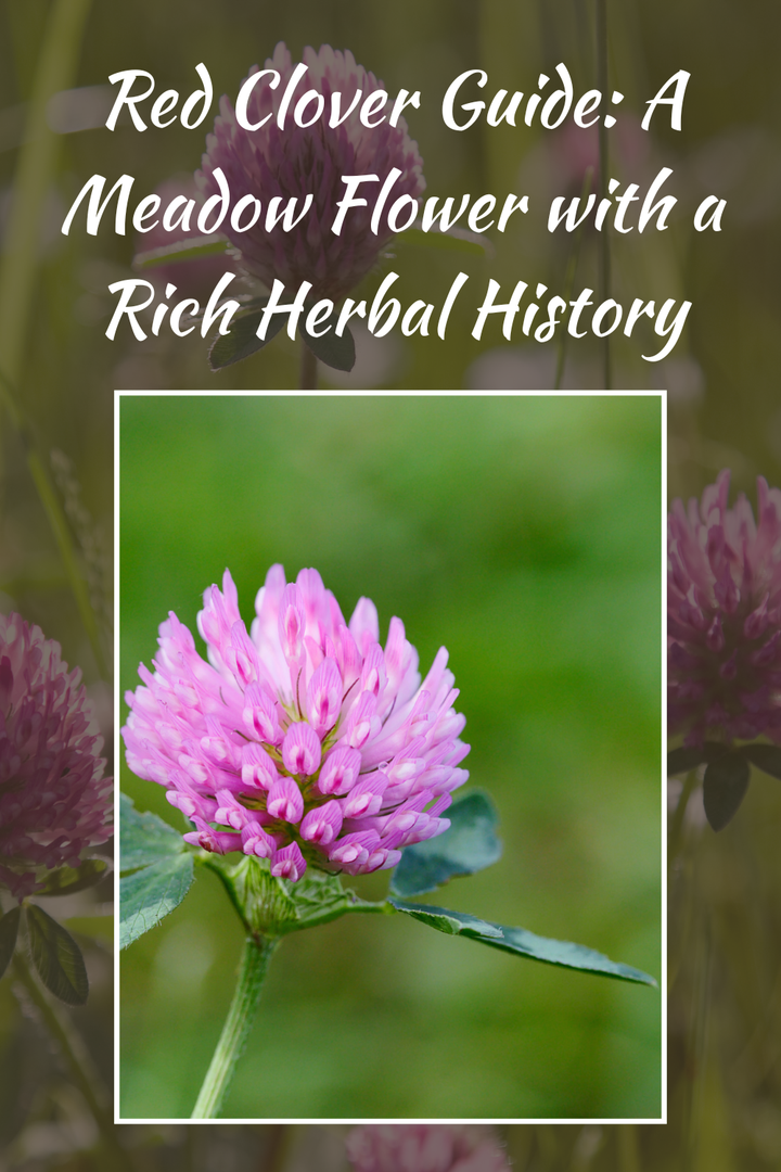 Red Clover Guide: A Familiar Meadow Flower with a Rich Herbal History ...