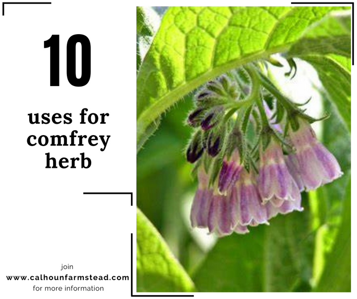 Comfrey herb uses. Comfrey herbs for balms and salves.